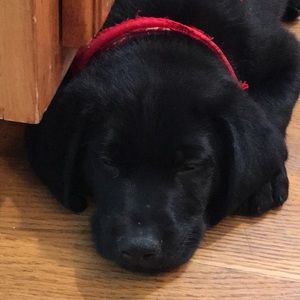 Meet your Posher, Shelia